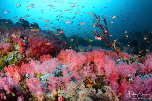 Pink coral garden, The canyons, Puerto Galera, The Philip... by Filip Staes 